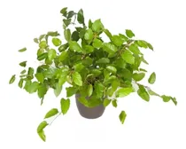 Comprar Cissus Antártida Paq. 6 Enredaderas A Elegir Envío Gratis