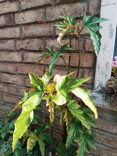 Planta Ala De Angel Grande