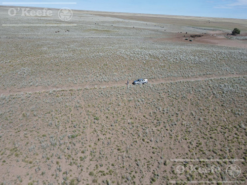 Campo De Cría/recría 74.000 Has. Para 8800 Madres, Armado En Mendoza