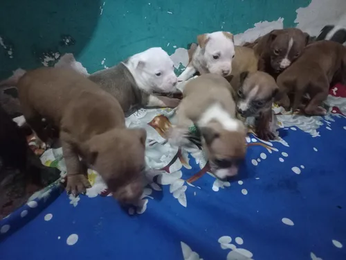 Cachorros Pitbull