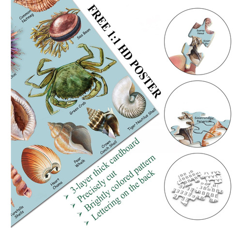 Puzzles De Conchas Marinas Para Adultos 1000 Piezas, Puzz...