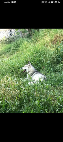 Perro Siberiana 2 Años  Color Blanca Con Gris