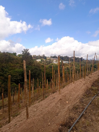 Imagen 5 de 13 de Best House Vende Increíble Terreno En Loma De Urquía En Los Altos Mirandinos