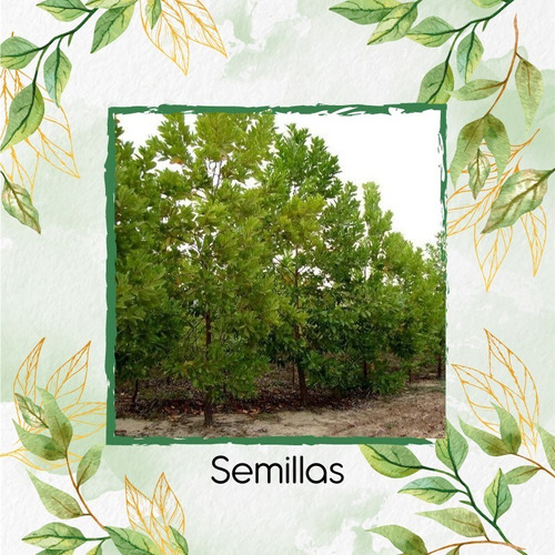 400 Semillas De Árbol Acacia Bracatinga