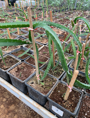 Pitahaya Amarilla Plántula De Laboratorio Para Sembrar