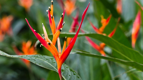 Helicônia Bico De Papagaio - Plantas Com Flor - Muda Exótica | Parcelamento  sem juros