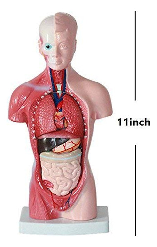 Anatomía De Torso Humano 11 Con Esqueleto Visceral