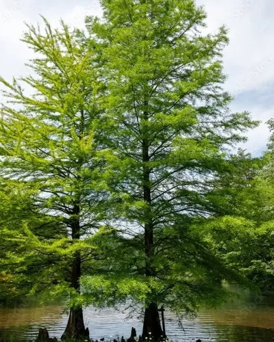 Arbol Ciprés Calvo - Taxodium Distichum. Hermosa Conífera!!!