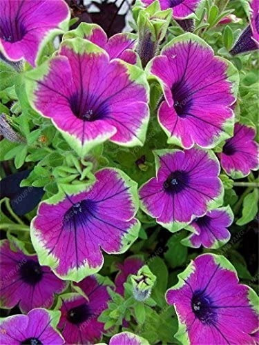 300 Semillas De Petunia Colores Unicos