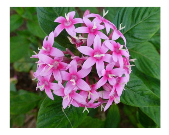 Mini Ixora Rosa | MercadoLivre 📦