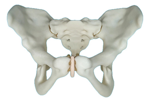 Pelvis Femenina Articulada - Ginecología Y Obstetricia