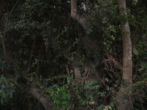 Terreno Em Aberta Dos Morros - Mi15778
