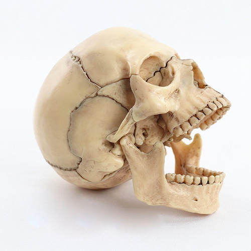 Modelo Craneo Humano Anatomia 1:2 Tamaño En 15 Ptos