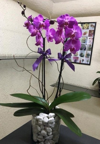 150 Semillas De Orquidea Color Purpura