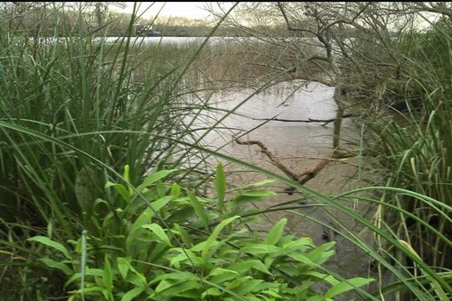 Imagen 1 de 6 de Lote, Isla, Tigre, San Fernando, Delta, Ugazio Propiedades