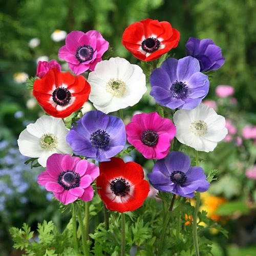Semillas Flores Anemone Coronaria Anemona Mix De Colores | Cuotas sin  interés