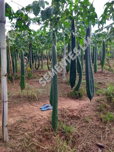 500 Sementes De Bucha Vegetal Gigante De Metro