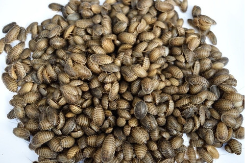 Imagen 1 de 1 de Cucaracha Dubia- Alimento Vivo Para Exóticos