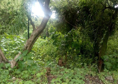 Imagen 4 de 4 de Terreno - Venta Fraccionamiento Rancho Cortes, Cuernavaca