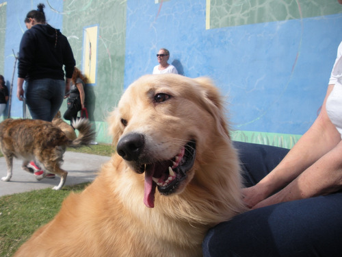 Imagen 9 de 10 de Adiestramiento Canino Poladi Online Y/o Presencial