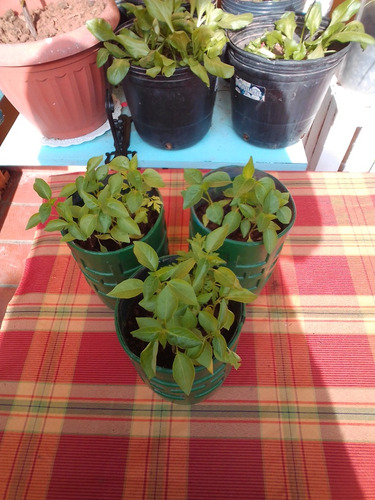 Plantines De Aji Picante