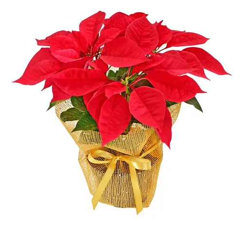 Flores Do Natal Bico De Papagaio Pote 15 Vermelha Poinsétia Flores Do Natal Bico De Papagaio Pote 15 Vermelha Poinsétia