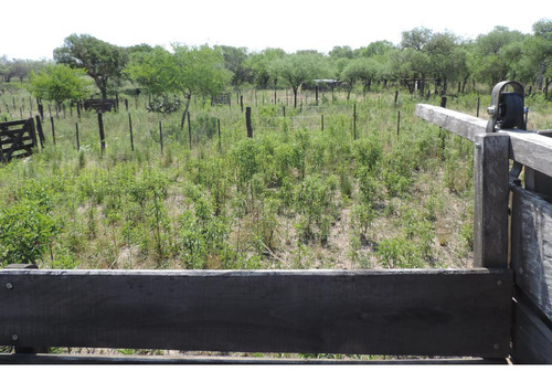 Oportunidad !!! Campo Productivo, Cría Y Siembra - 65 Has En San Pedro, Cba.