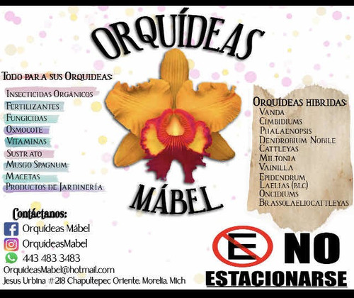 Imagen 7 de 10 de Orquídeas Vanda, Flor Muy Grande , Colores Exóticos A $1,200