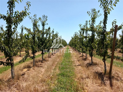 Imagen 22 de 30 de Agrícola En Venta En Curicó