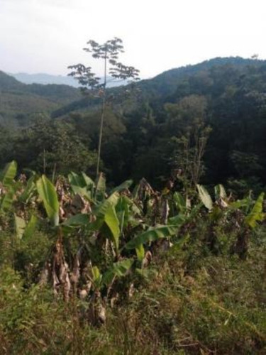 Imagem 15 de 19 de Sítio Em Itariri, Com 242.000 M² De Área Total E Com Diversas Árvores Frutíferas, 05 Nascentes E Riacho Com Pequena Cachoeira, Analisa Veículo Como Parte De Pagamento Ref: 7269/ac