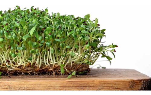 Imagen 3 de 4 de Semillas Alfalfa Naturales- Germinar Brotes Alimento Sembrar