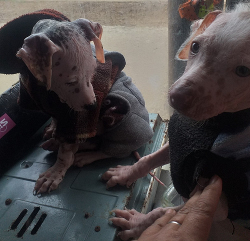 Imagen 2 de 10 de Perro Peruano Orquideas