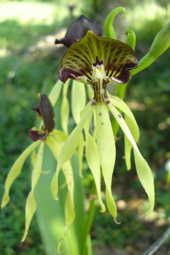 150 Semillas De Orquidea Pulpo + 1kg De Sustrato