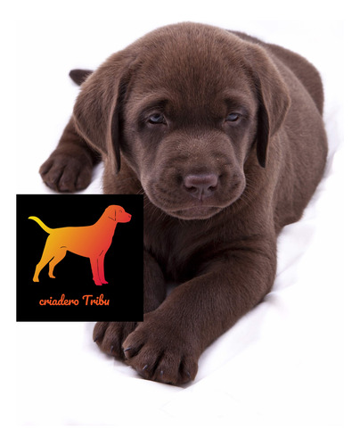 Criadero Tribu, Los Mejores Labrador Retriever De Argentina