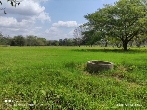 Imagen 6 de 13 de Finca En Venta En El Tambor, Mun. Obispos, Barinas