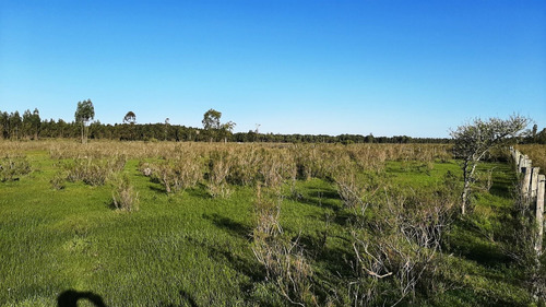Imagen 3 de 16 de Campo 200 Hectareas Forestal Ganadero A 80kms De Montevideo