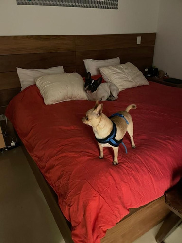 Imagen 2 de 10 de Guarderia Canin Hotel Para Perros Pequeños