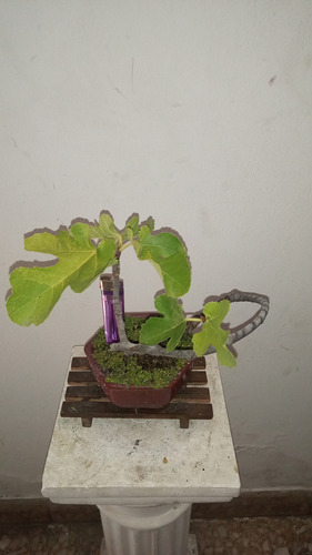Bonsai De Higuera Da Higos Negros Maceta Hexagonal Chica