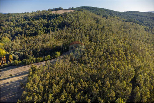 Predio Forestal En Venta 52 Ha. - Mantahue Gorbea