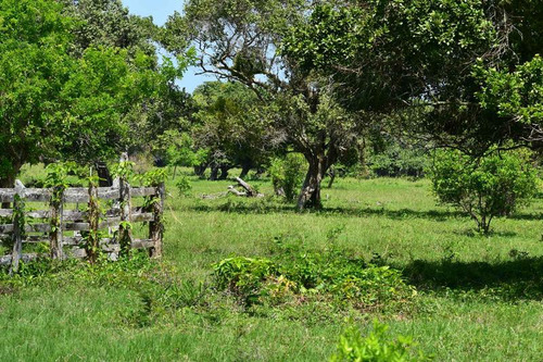 Venta Rancho Ganadero 1229 Hectáreas Tuxpan Veracruz.