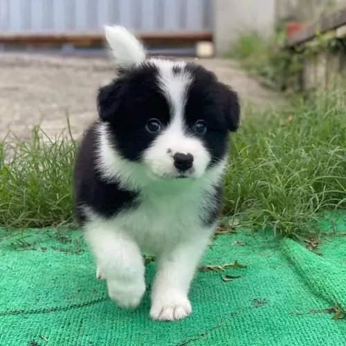 BORDER COLLIE-MG