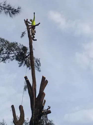 Poda De Árboles En Altura Extracciones. 1132866416