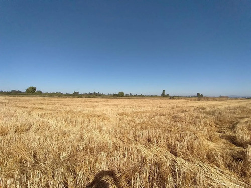 Terreno Agrícola En Venta, Campo De 60 Ha, Teno