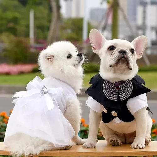Fiesta Gala Formal Boda Año Ropa Perrita Perro Cuotas sin interés
