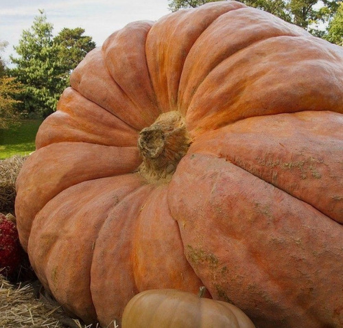 100 Semillas De Calabaza Gigante Jumbo + Instructivo