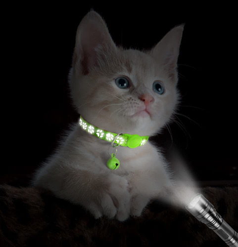 Collares Reflectantes Para Gatos Con Campana Color Verde Green Liso