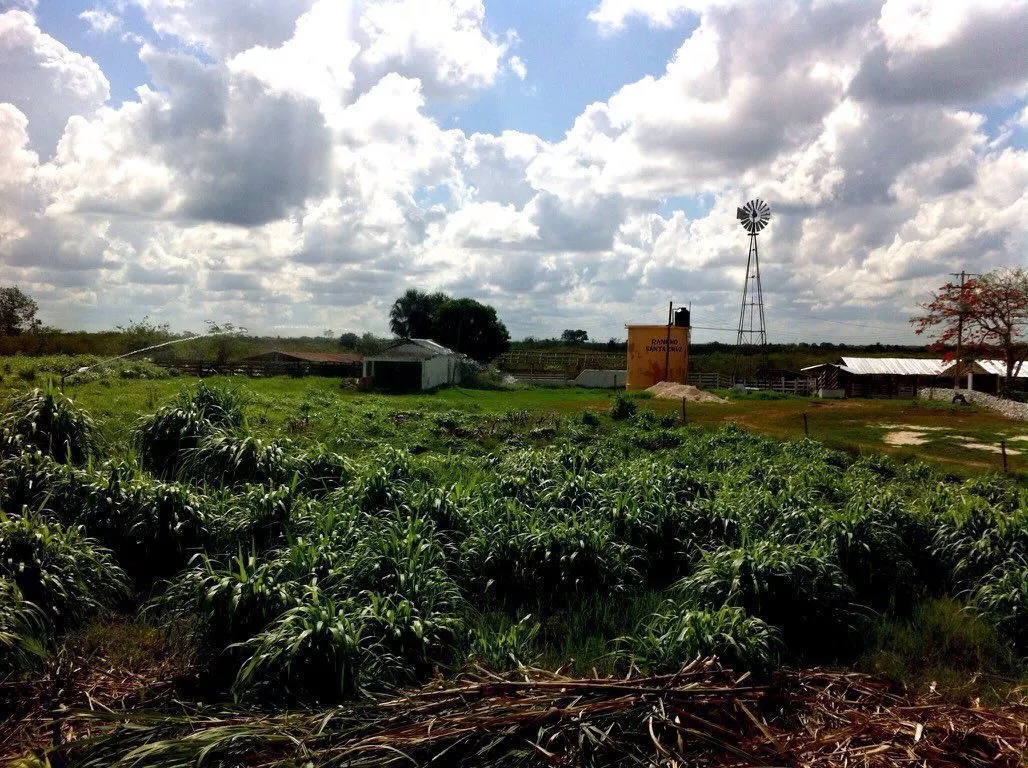 Rancho Ganadero Con Tierras Agrícolas, Tizimín, Yucatán.