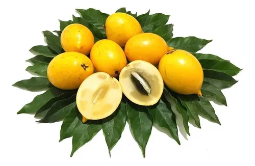 comprar Muda De Abiu Amarelo - Produz Em Menos De 2 Anos