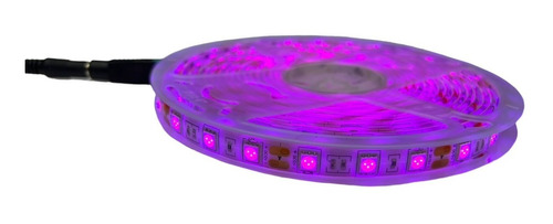 Cinta Led 5050 Fucsia, Morada Con Adaptador  5 Metros 12v 