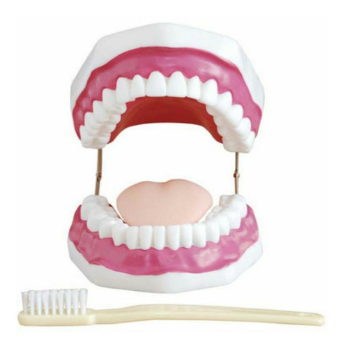 Modelo Anatomico Dental Con Cepillo Gigante 